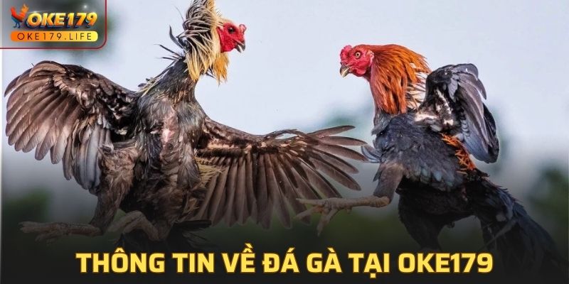 Thông tin về đá gà tại OKE179