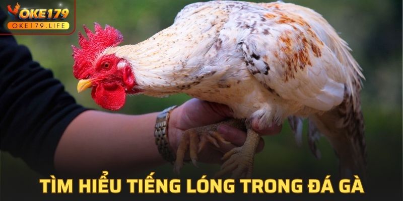 TIếng Lóng Trong Đá Gà