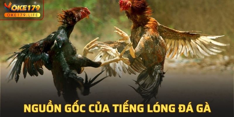 Tìm hiểu về tiếng lóng trong trò chơi đá gà