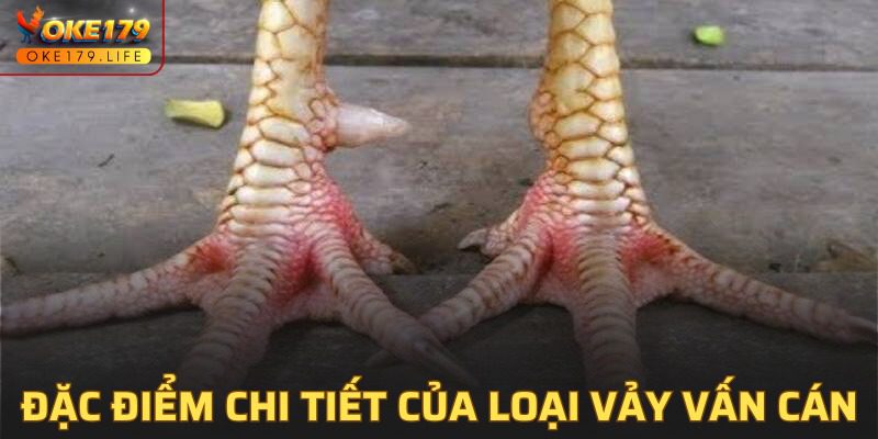 Tổng hợp một số đặc điểm của các loại vảy vấn cán phổ biến