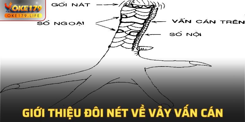 Tổng quan về vảy gà vấn cán mà người chơi cần biết