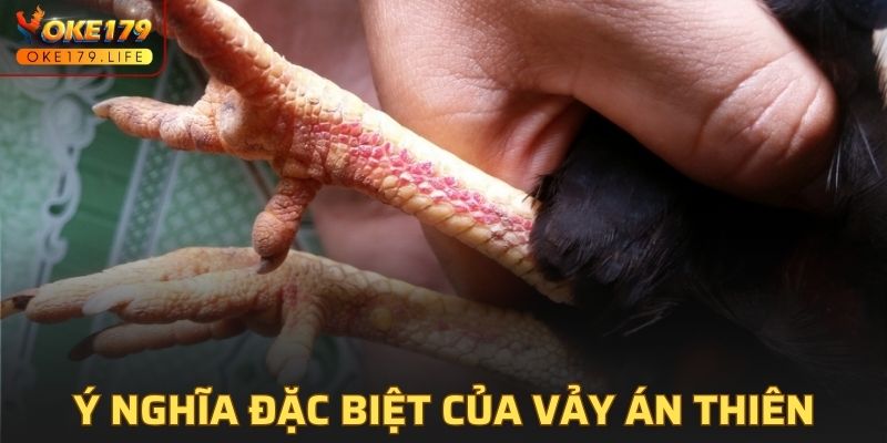 Ý nghĩa quan trọng của vảy gà án thiên